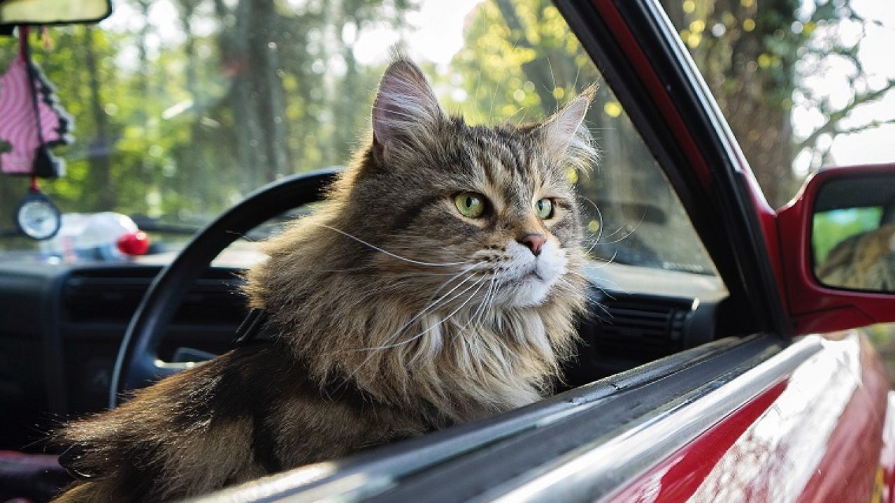 How To Plan A Road Trip With Cat?