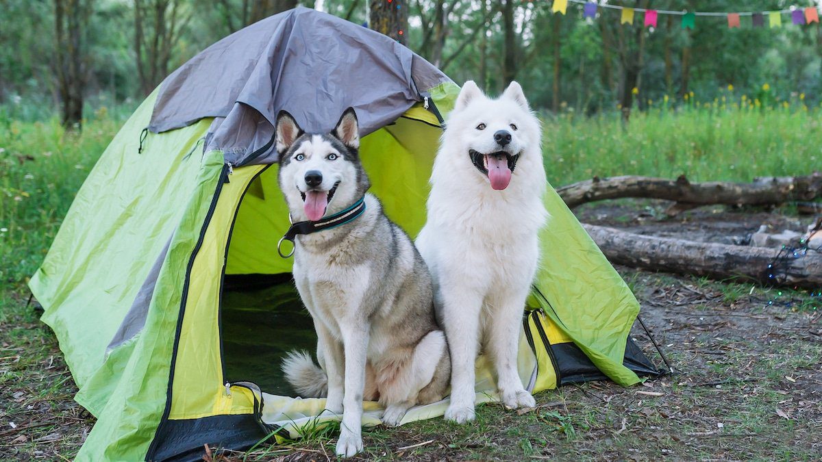 How To Prepare A Tent For Your Dog While Camping?