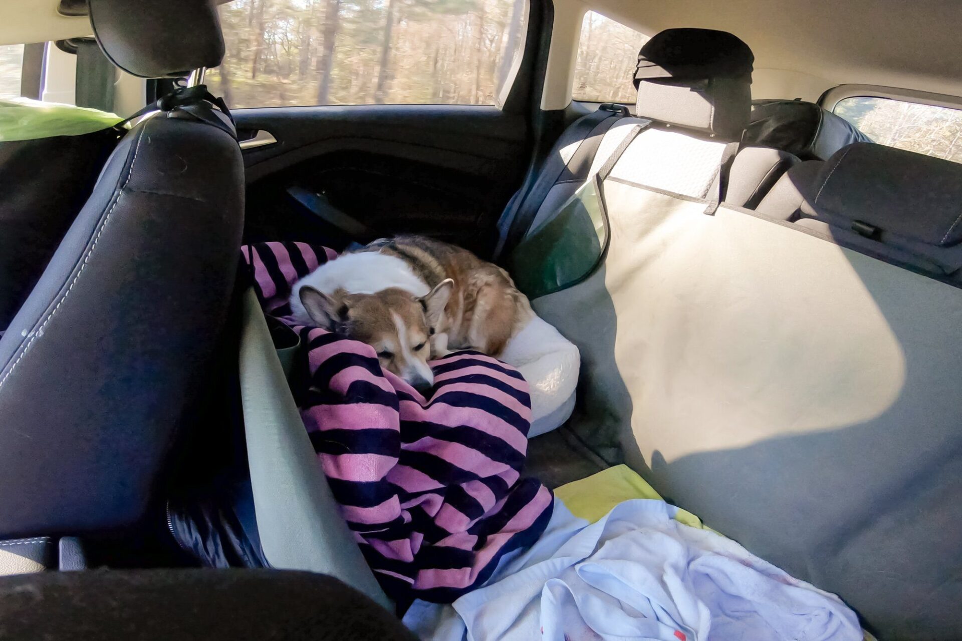 Budget Travel with Pets: A Cross-Country Road Trip with a Dog