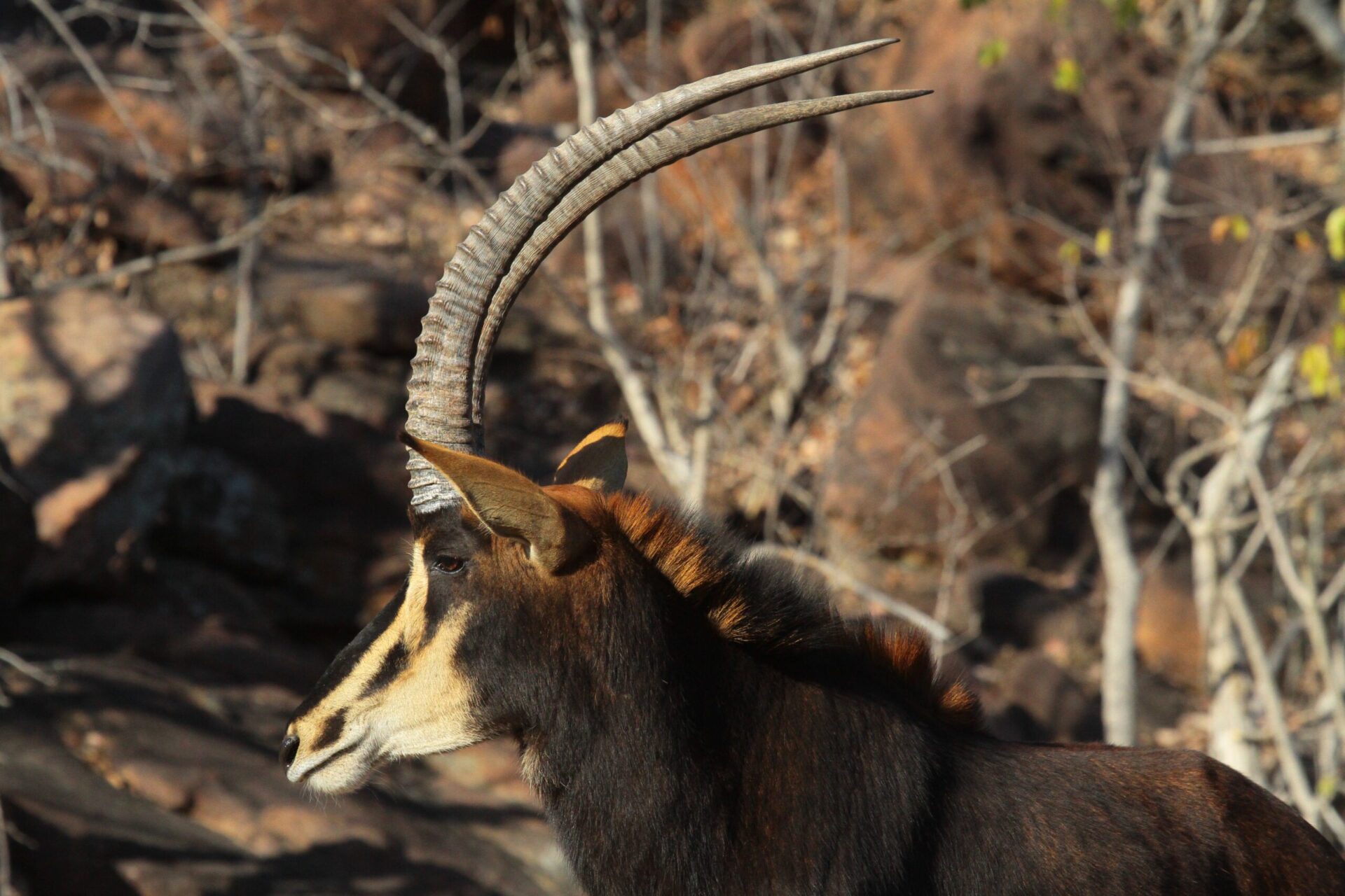Luxury Safari Experiences: Wildlife Viewing in Style